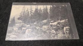 1930年德国牛群明信片