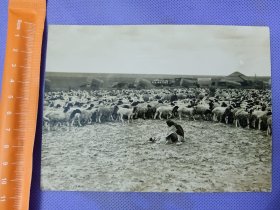 03568 蒙古 部落 牧羊 蒙古包 照片 民国 时期 老照片