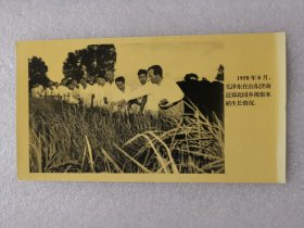 老照片：1958年8月，毛泽东在山东济南近郊北园乡视察水稻生长情况
