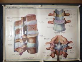 人体解剖挂图：Ⅰ―5  椎骨的连结