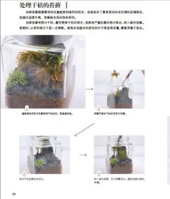 手心里的小森林：苔藓瓶微景观制作