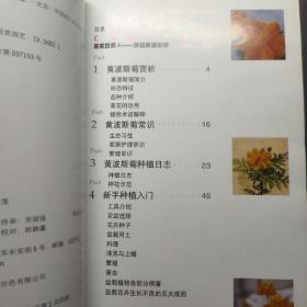 玲珑黄波斯菊，