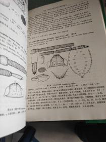 西北农林蚜虫专：昆虫纲、同翅目、蚜虫类