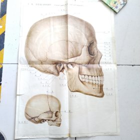 人体解剖挂图 1 骨及骨连结 <1-9颅及囟门的侧面观＞全开