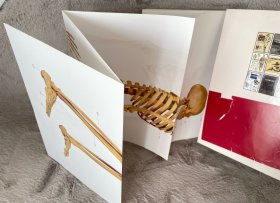J.夏帕德动态人体解剖：彩色版