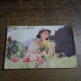 白莲花