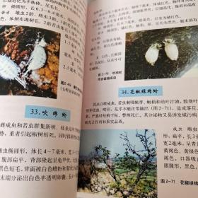 花椒病虫害诊断与防治原色图谱