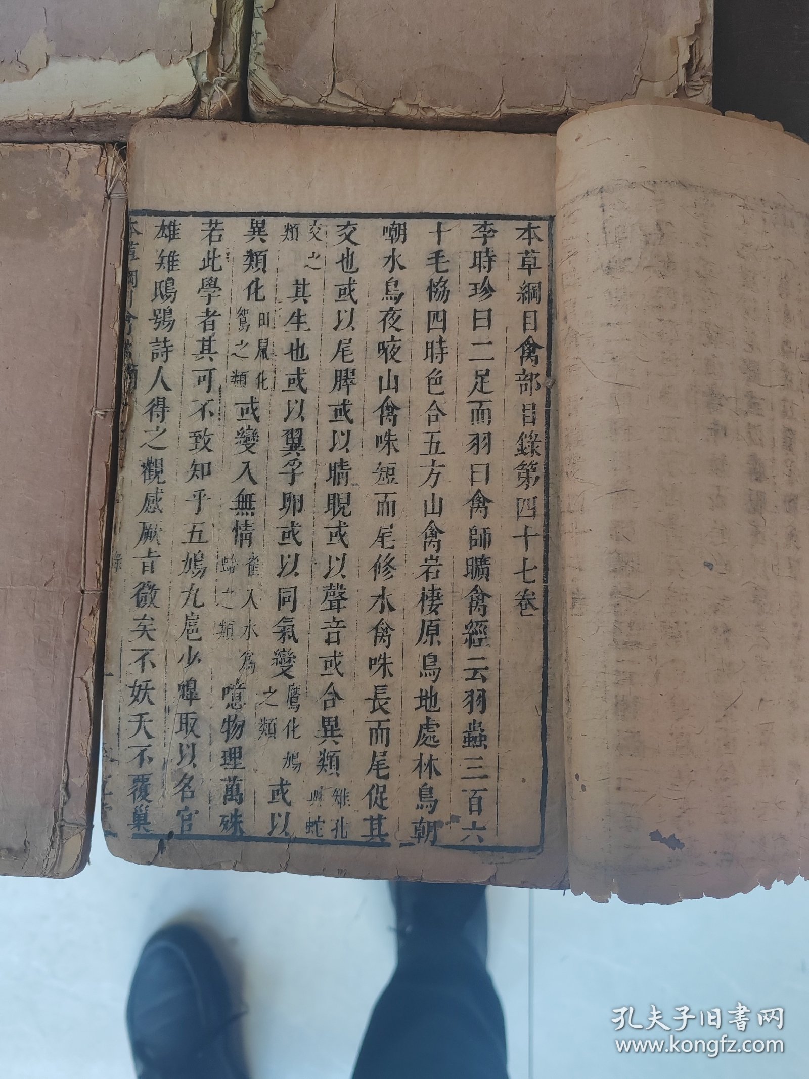 本草纲目