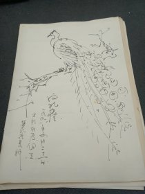 王传莘 （著名工笔画家、宋庆龄故居副主任）旧藏‖ 王传莘 花鸟写生册，几十副画。 5362