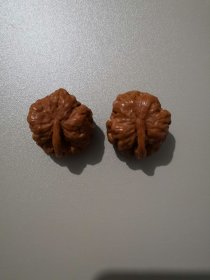 一根筋核桃