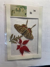 塑封红叶（秀丽）