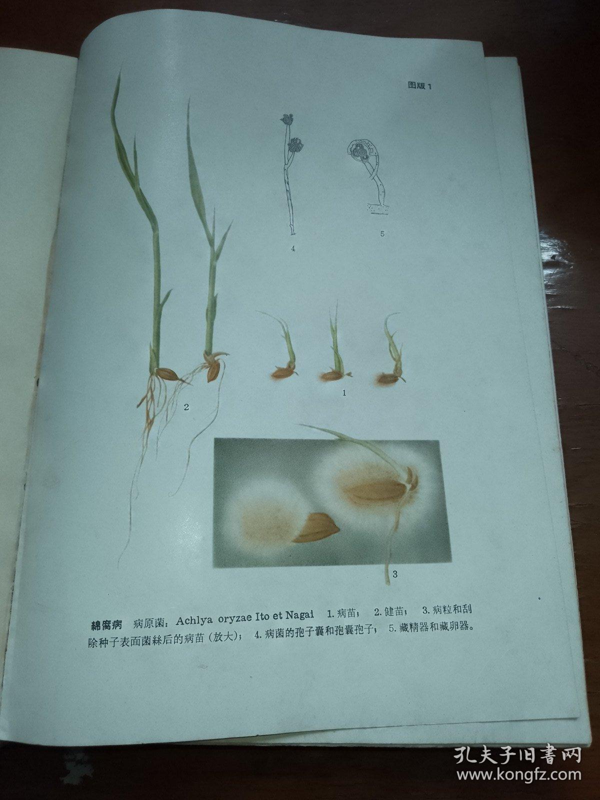 湖北省农作物主要病虫害及其防治。