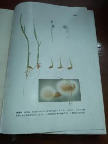湖北省农作物主要病虫害及其防治。