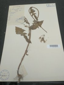 杭州市植物园，1961年于杭州六和塔采集菊科标本（39*27cm） 37