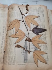 植物标本，无标本台纸.2150527-69