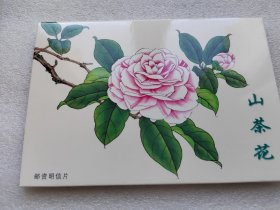 山茶花特种邮资明信片TP24 （4张全）