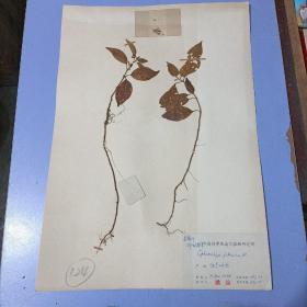 【A124】八十年代中国科学院南京植物研究所植物标本，8开大小，有植物名、产地、采集人、鉴定人，采集日期，鉴定日期等详细标