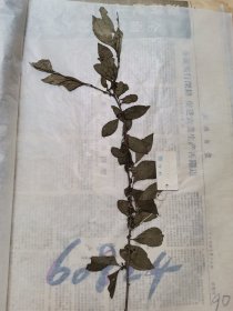 植物标本，无标本台纸.50327-91