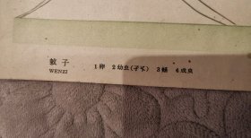 教学挂画:60年代初初中小学课本语文第6册教学挂图-蚊子,中间硬折痕,人民教育出版社出版上海教育出版社出版,作者方洞,韩林绘,新华书店上海发行所发行,上海市印刷一厂印刷,开本787×1092(38.5×53厘米),1961年12月第1版,1961年12月第1次印刷,背面加盖岐山县东大街小学公章,gyx22300