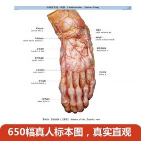 人体解剖学标本彩色图谱第2版 钟世镇 650幅真实人体标本实拍图 全彩人体解剖彩色学图谱 人体解剖书 实用解剖图谱 局部系统解剖学