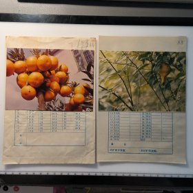 彩色照片：成熟的果 盛开的花 无底片（A74-77） 共4张合售 档案盒H