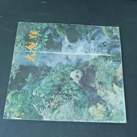 大熊猫【摄影画册，中文版】中国画报社