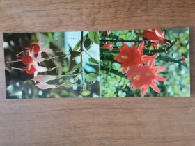 1974年折叠年历卡年历片花卉倒挂金钟