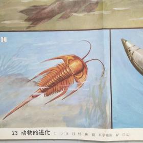 小学课本教学挂图 23动物的进化 全套85幅