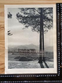 1946年法国出版物老照片印刷品——（大尺寸，正背面）——[DA01+B0006]——北京郊外；菜贩卖白菜