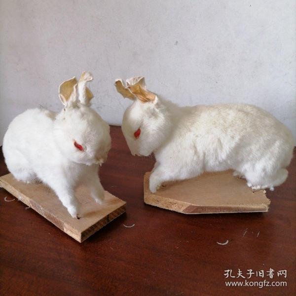 小白兔标本