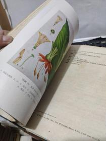中药志 第一册(16开精装本,1961年5月第二次印刷,文字内容564页,照片179图片,详细参照书影)