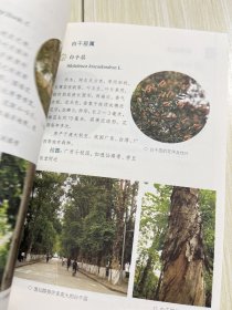 康乐芳草：中山大学校园植物图谱（第2版）