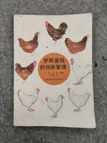 罗斯蛋鸡的饲养管理