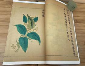 古籍再造善本 明 履巉岩本草 一函三册 线装精制 据中国国家图书馆馆藏明抄彩绘本原书影印。为王介绘撰于公元1220年 现仅存明代抄本，该书收录了许多草药，多数药图彩绘精良，对了解南宋时杭州一带民间用药的发展情况及本草考证等方面都有其重要意义。 书分三卷。收药206种，不分部类。每药一图，兼述各药性味、功治、单方、别名等。药图均系写生彩绘，常截取植株局部以表现全体，为今存最早之彩绘地方本草图谱。