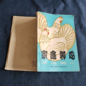 家庭养鸡