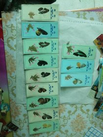十二生肖 蝴蝶标本卡 12枚
