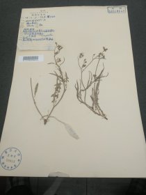 中国科学院植物研究所植物标本室，1958年植物学家李馨于四川大金安宁采集“苦猪草”标本（39*27cm） 标25