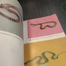 中国的毒蛇及蛇伤防治编写组