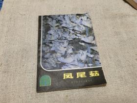 凤尾菇