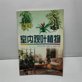 室内观叶植物