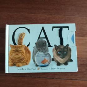 Cat 猫