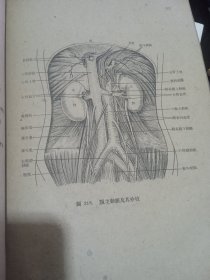 人体解剖图谱（2958年版）