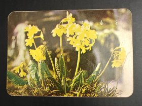 年历卡-1975年 春花