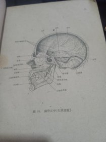 人体解剖图谱（2958年版）