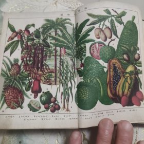 大植物图鉴（民国时期的 日文版 罕见 看描述）