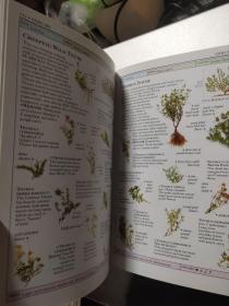 DK Smithsonian Handbooks Herbs:The Clearest recognition guides available 草药手册,DK出品,清晰且全面图片是鉴别草药最好的指南