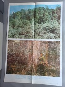 初级中学课本动物学教学挂图——我国的植物群落(全9幅)