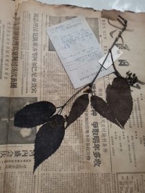 植物标本，无标本台纸.2150528-72