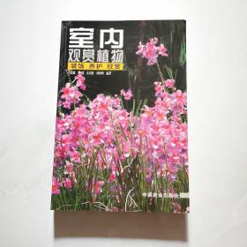 室内观赏植物 装饰 养护 欣赏     货号B6