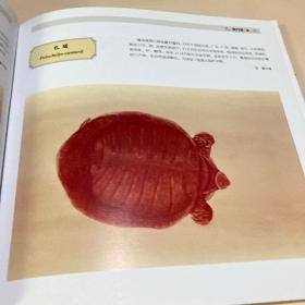 中国珍稀野生动物手绘图谱